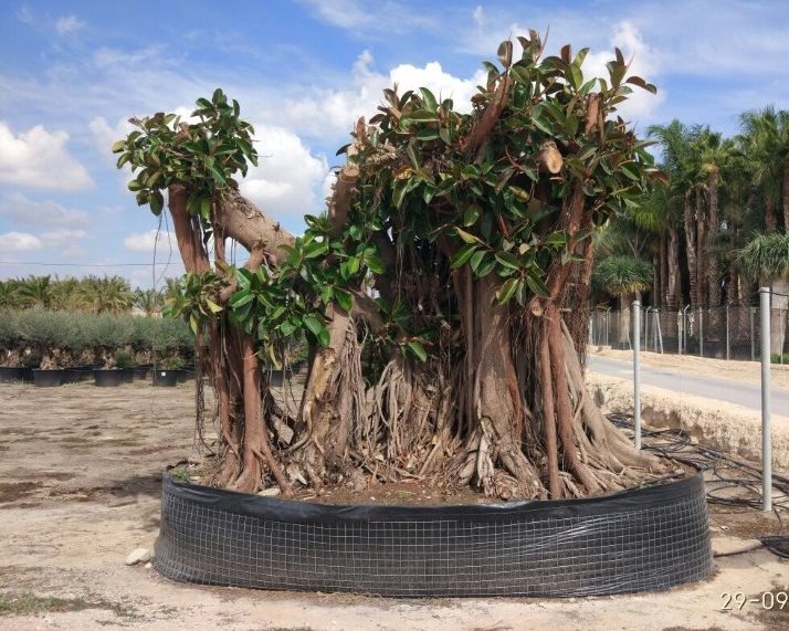 Ficus elastica Decora ejemplar